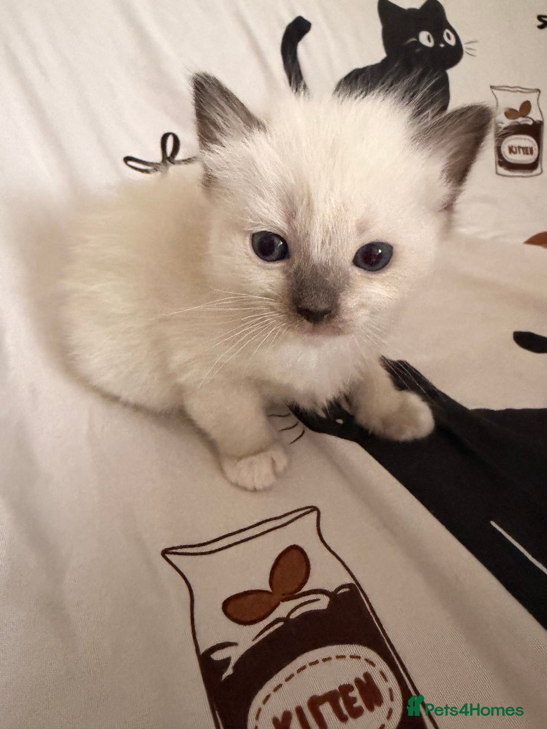 Ragdoll cats for sale: Beautiful Dolls  - Advert 19