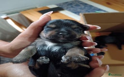 Yorkshire Terrier dogs for sale: Yorkshire terrier  - Image 3