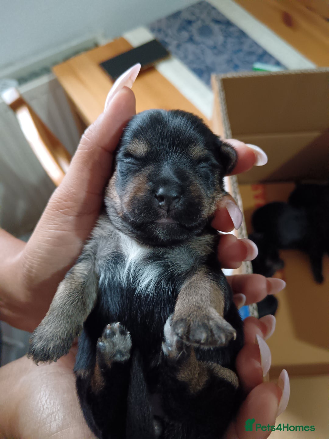 Yorkshire Terrier dogs for sale: Yorkshire terrier  - Image 3
