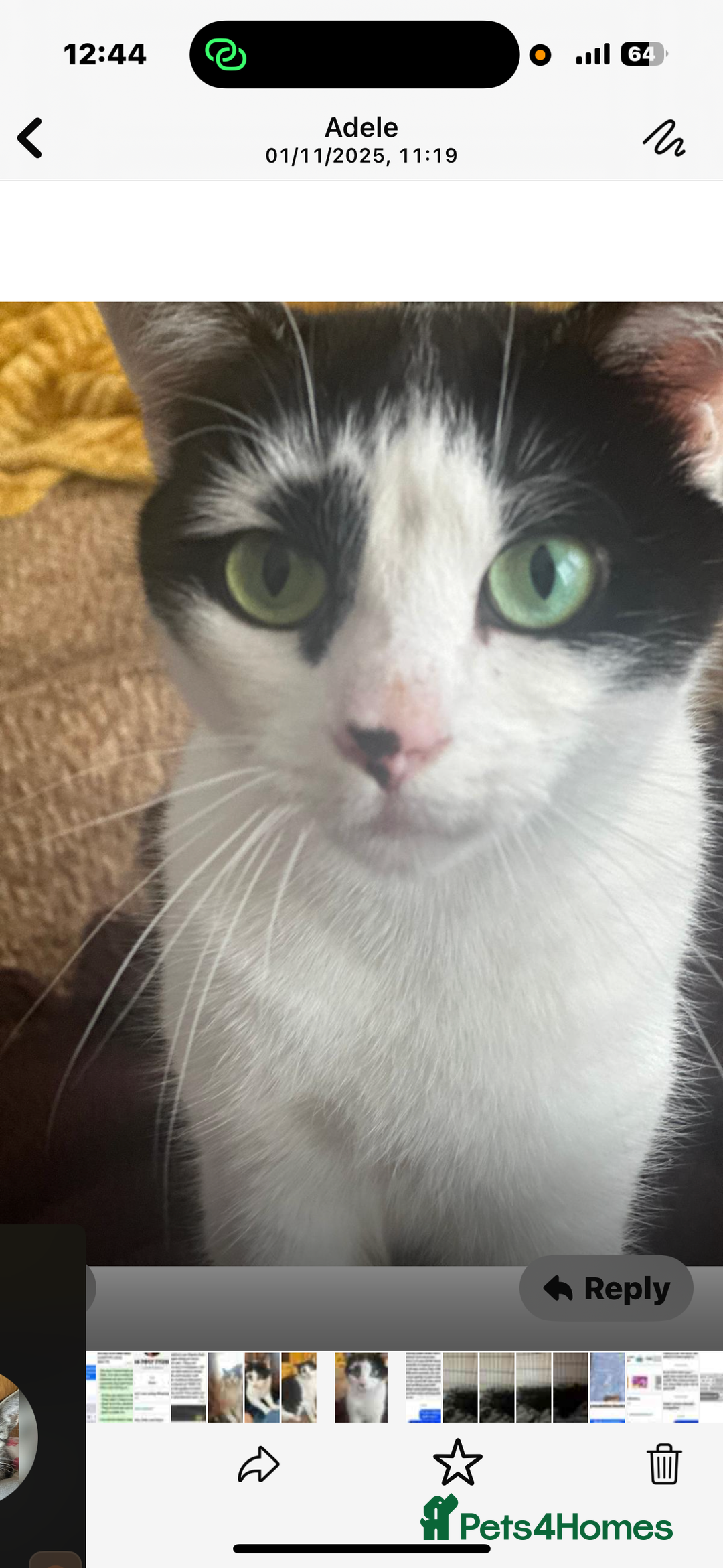 Domestic Shorthair cats for sale: Rescue cats- 20 in total rescued  - Advert 9