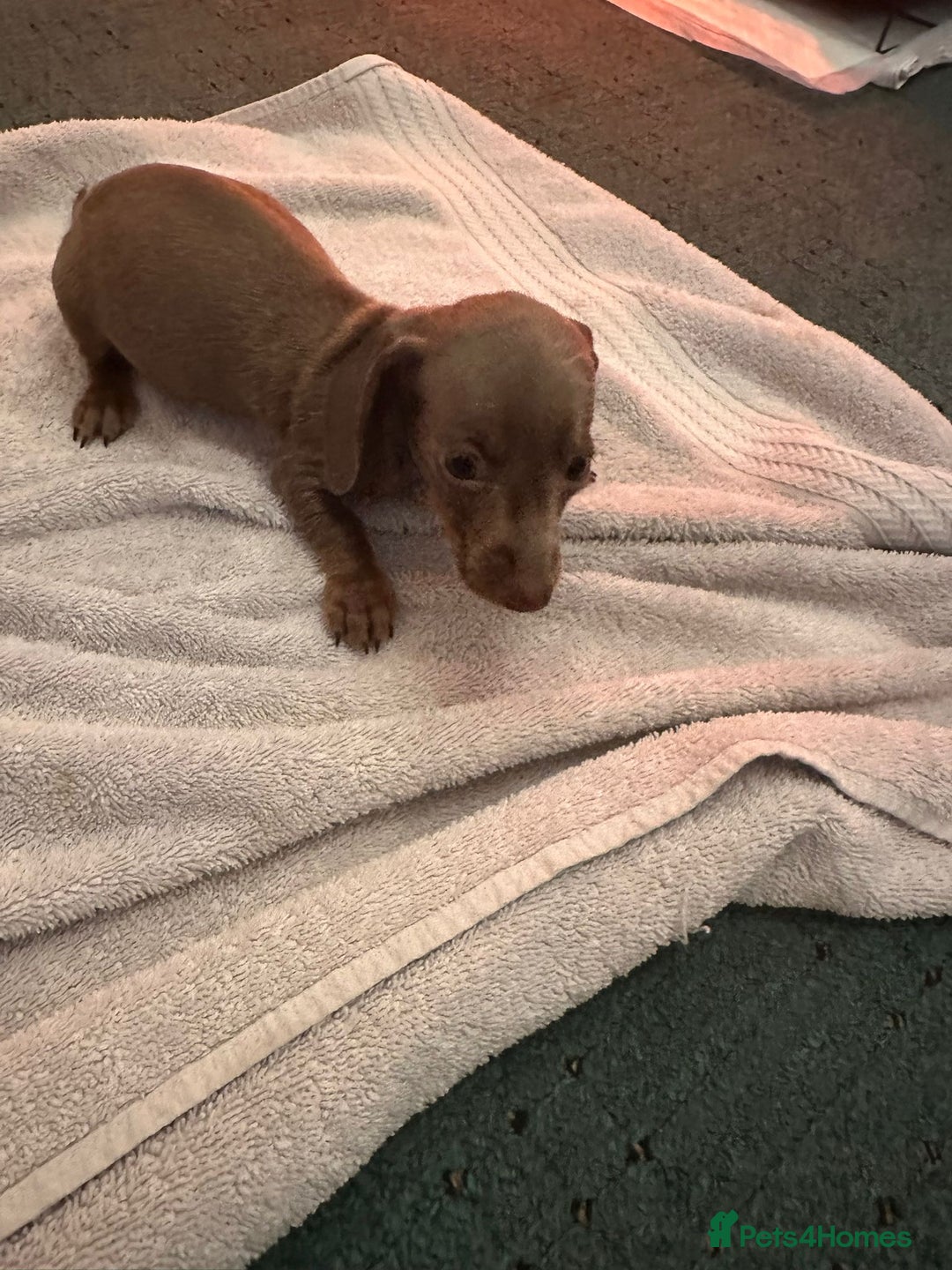 Miniature Dachshund dogs for sale: Miniature dachshunds - Advert 10