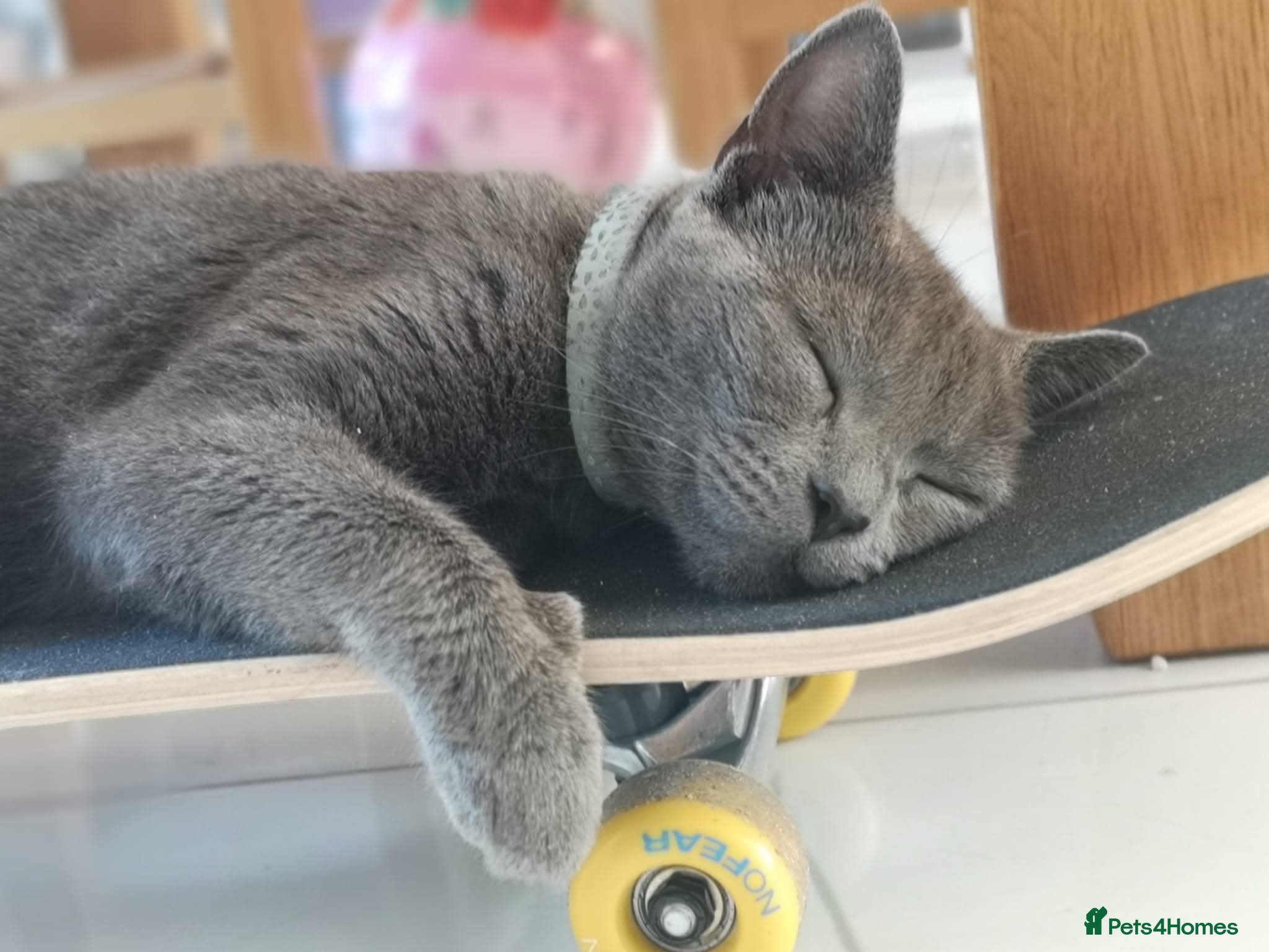 Russian Blue cats Grey kittens Russian Blue crossed  - Advert 1