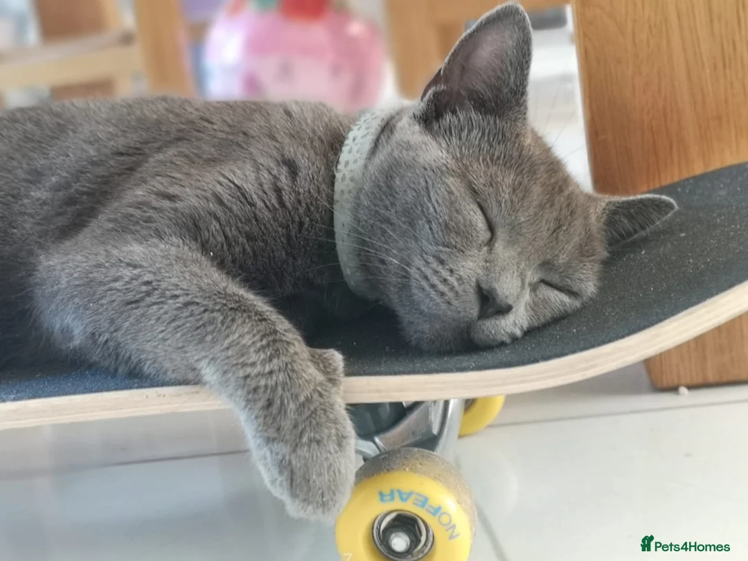 Russian Blue cats for sale: Grey kittens Russian Blue crossed  - Advert 1