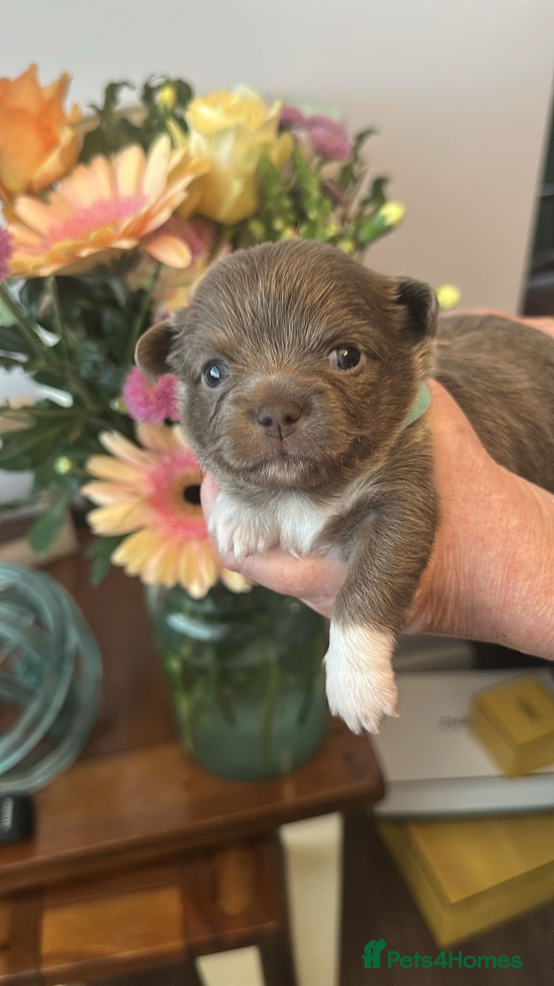 Chihuahua dogs for sale: Beautiful chihuahua pups! Long and short haired!! - Image 3