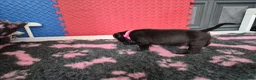 Staffordshire Bull Terrier dogs for sale: Staffordshire bull terrier pups in Leeds - Advert 14