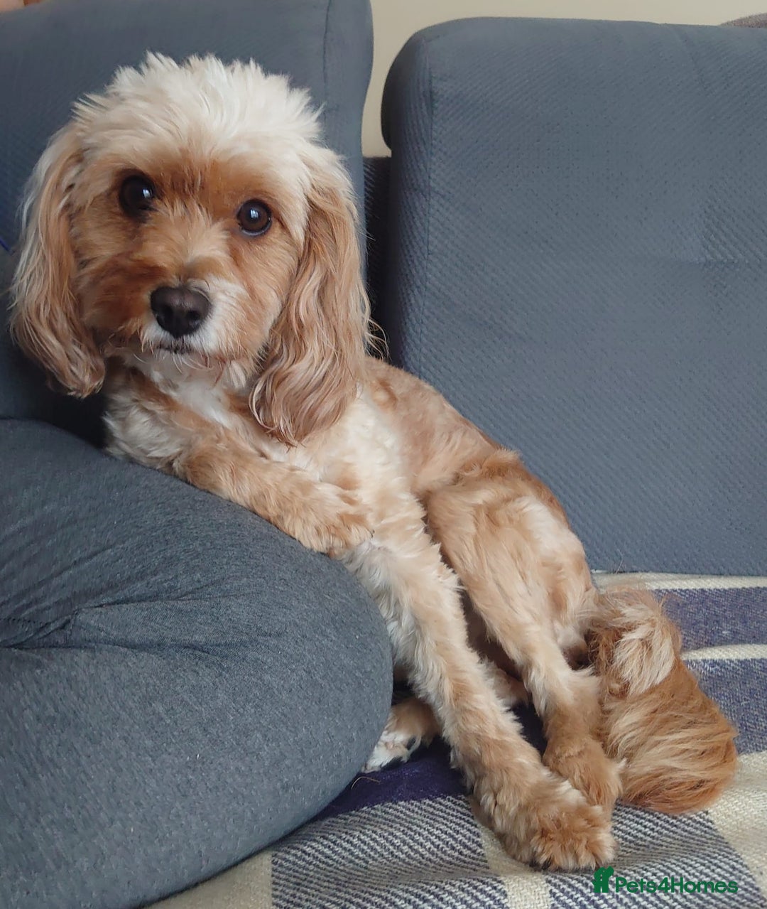 Cavapoo dogs for sale: F2 Cavapoo, Dog breeding license - Advert 3