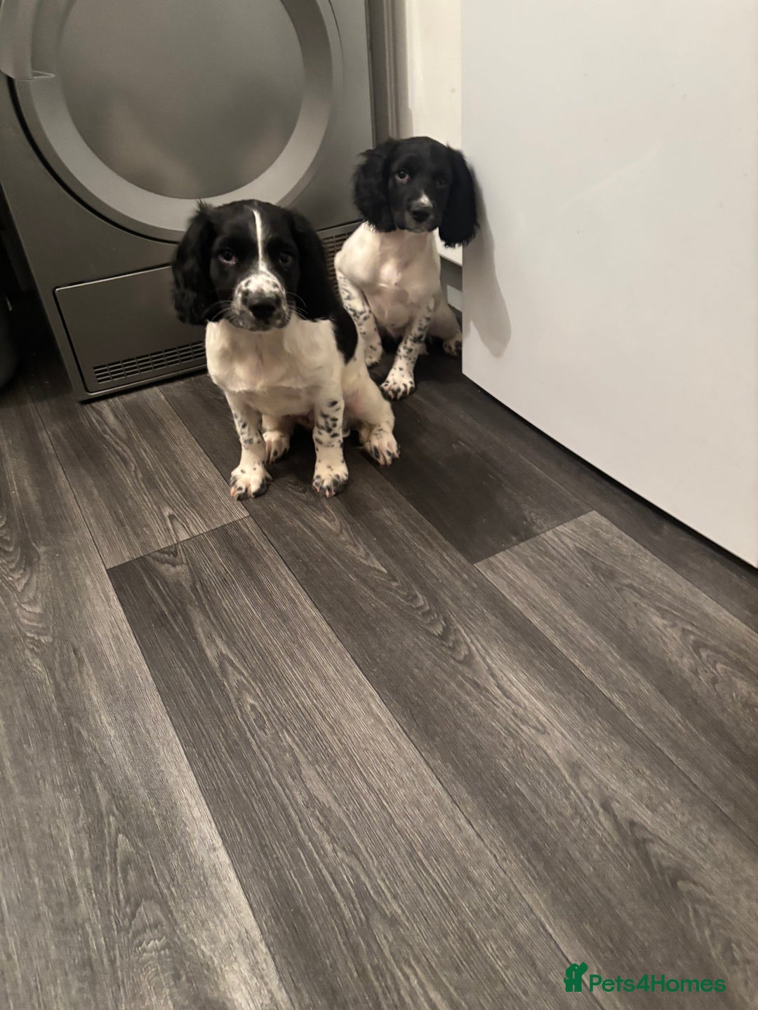 English Springer Spaniel dogs for sale: Springer spaniel pups  - Advert 6