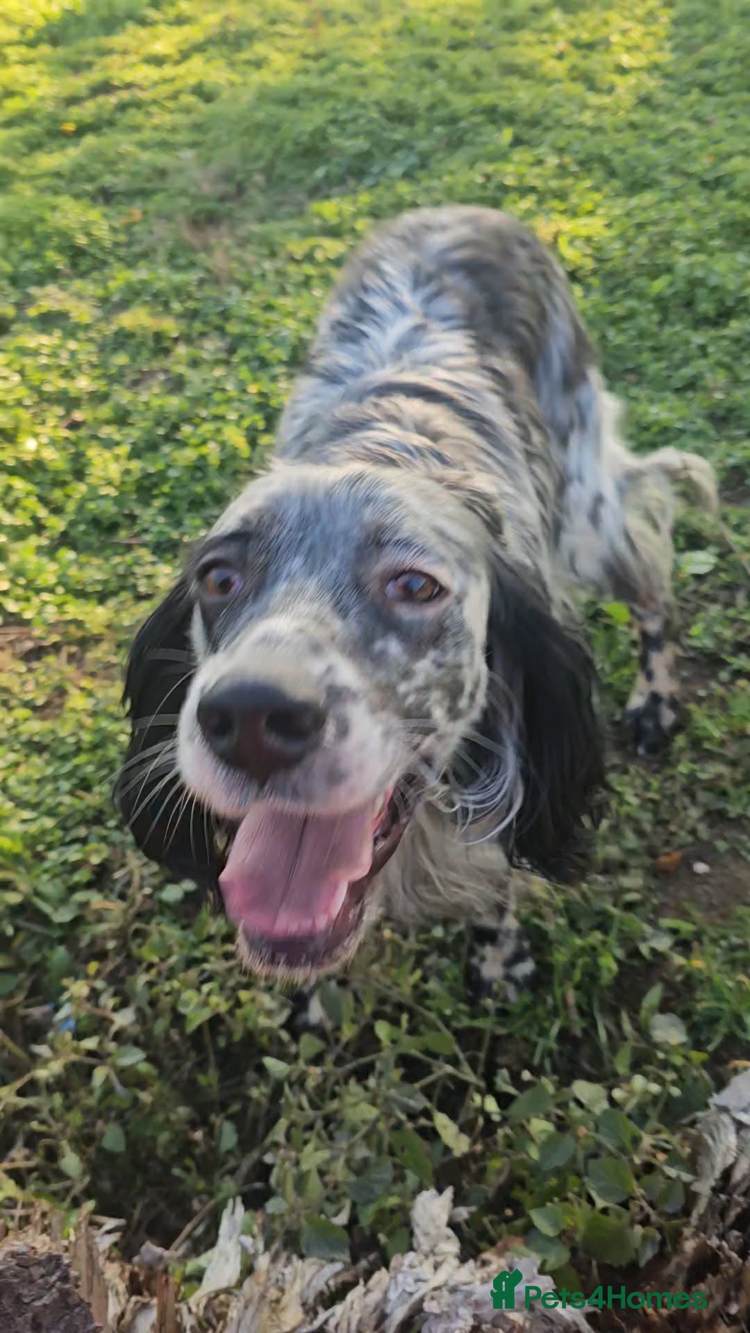 English Setter dogs RASTI - Advert 2