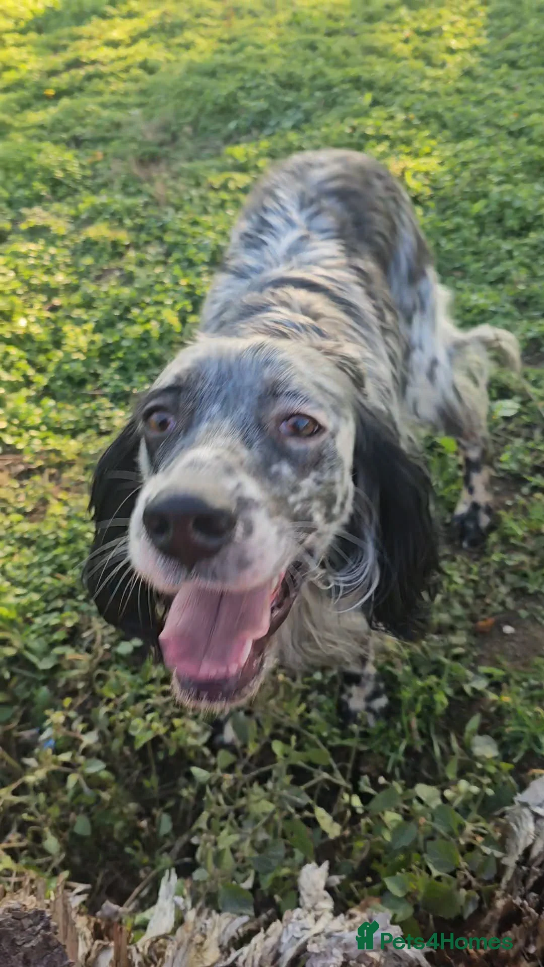 English Setter dogs for adoption: RASTI - Advert 1