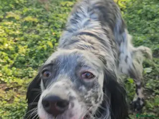 English Setter dogs RASTI - Advert 2