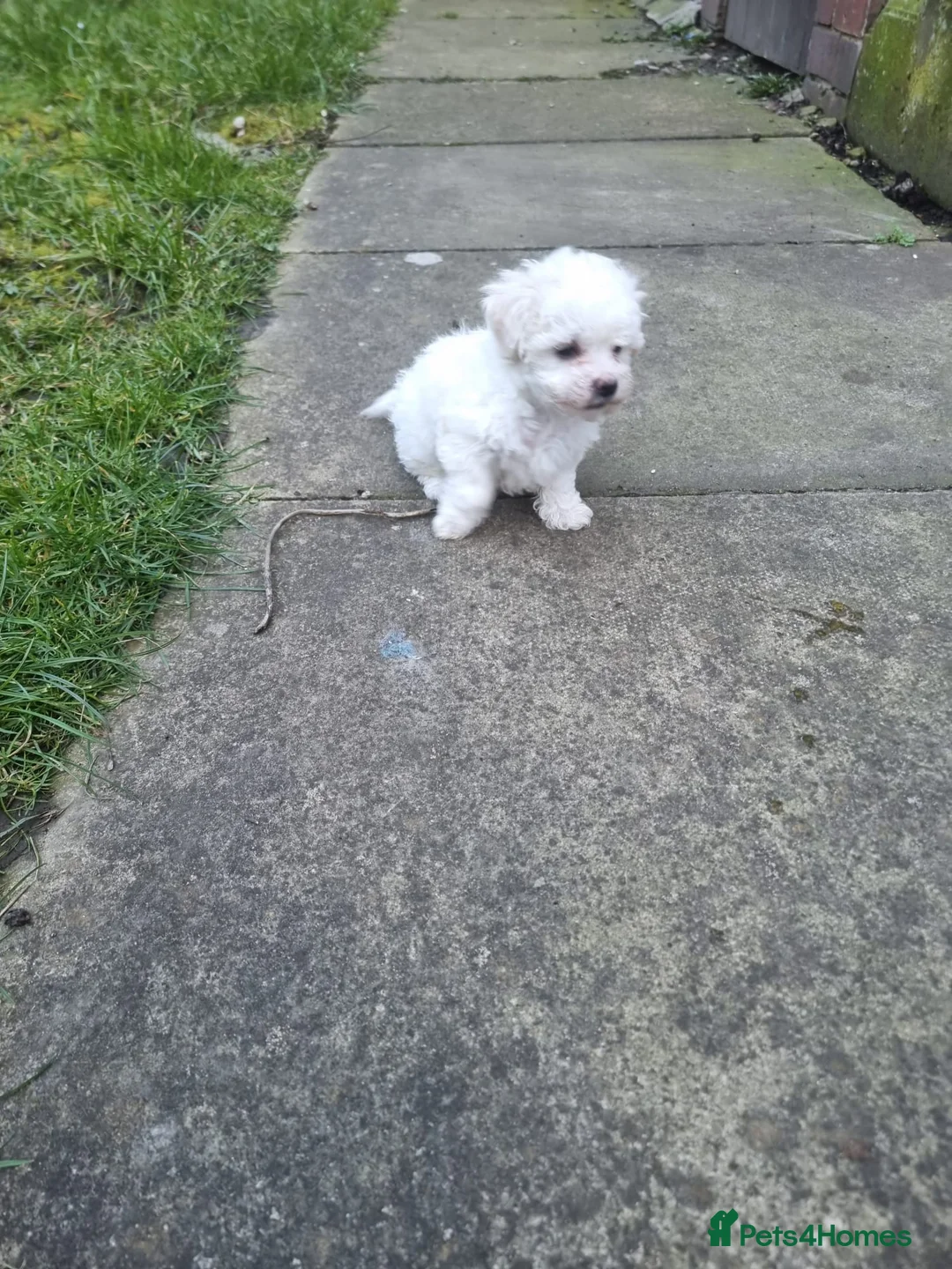 Bichon Frise dogs for sale: BICHON FRISE - Advert 2