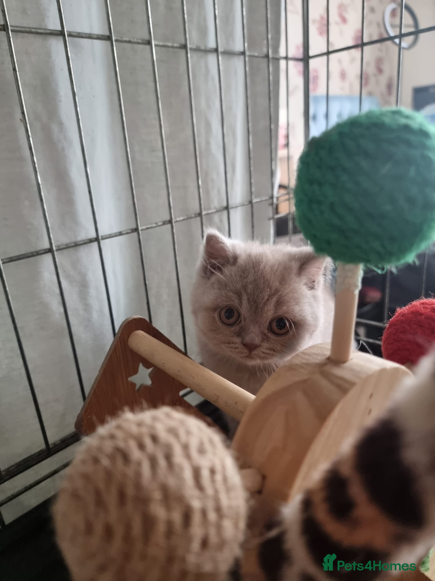 British Shorthair cats British Shorthair Healthy Vaccinated Microchipped  - Advert 2