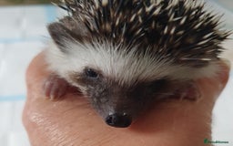 Pygmy Hedgehog rodents for sale: Full pedigree Baby African pygmy hedgehog  - Image 8