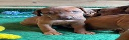 Rhodesian Ridgeback dogs for sale: Beautiful Rhodesian Ridgeback Bitch Puppy  - Advert 8