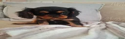 Cavalier King Charles Spaniel dogs for sale: Kc Reg health tested (❤️‍🩹nebl3/mmnv/n available) - Advert 9
