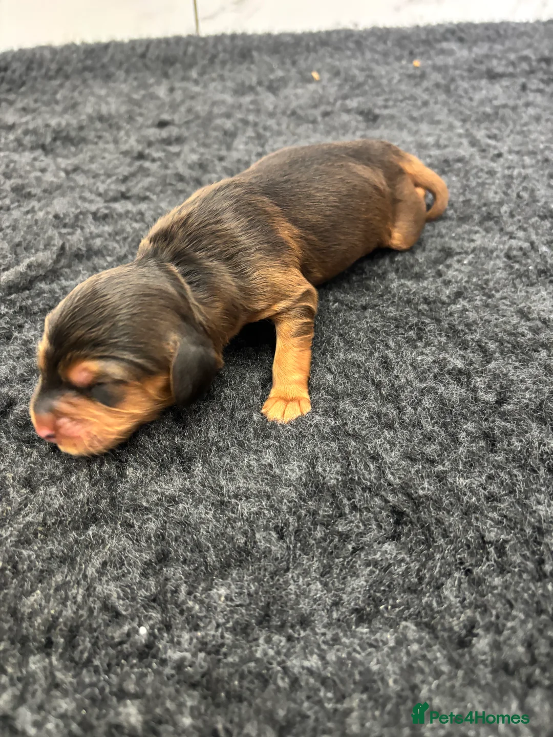 Cockapoo dogs for sale: F1 Cockapoo puppies. 1 Golden & 1 Chocolate/Tan in Rotherham - Advert 5