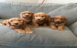 Irish Doodle dogs for sale: Irish doodle puppies - Image 1