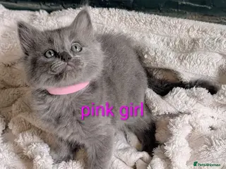 Ragdoll cats Ragdoll X kittens - Advert 15