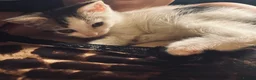 Mixed Breed cats for sale: Beautiful mixed breed kittens - Advert 2