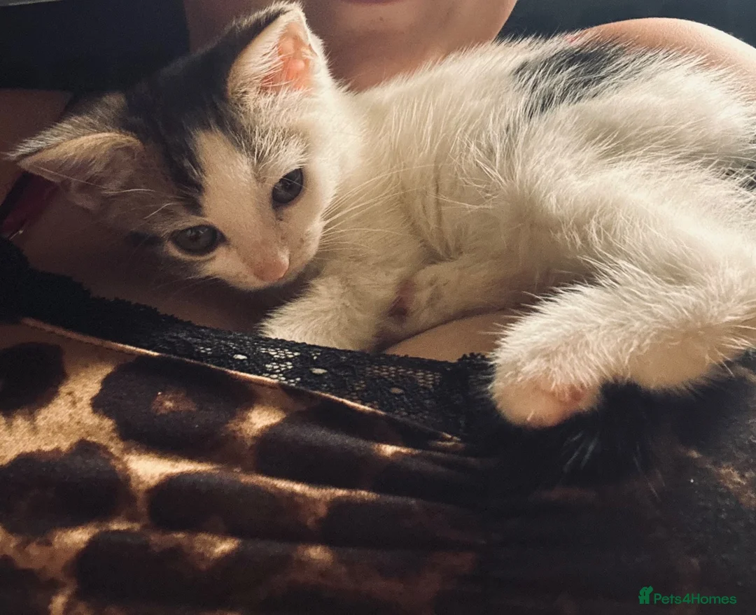 Mixed Breed cats for sale: Beautiful mixed breed kittens - Advert 2