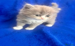 British Shorthair cats for sale: British shorthair kittens  - Image 7