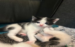 Domestic Shorthair cats for sale: Kittens for sale  - Image 6