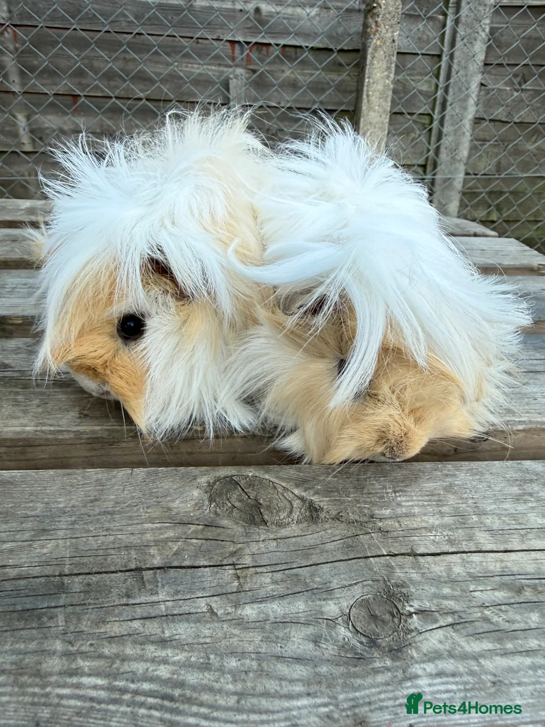 Guinea Pig rodents for sale: Gorgeous girls  - Advert 1