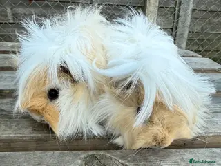 Guinea Pig rodents Gorgeous girls - Advert 4