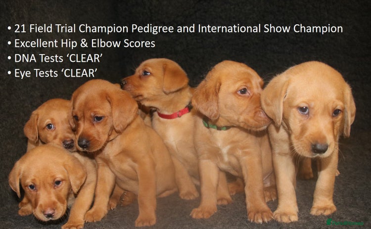 Labrador Retriever dogs - Advert 9