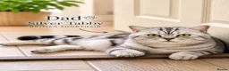 British Shorthair cats for sale: READY NOW! GCCF Register, Silver chinchilla Girls - Advert 15