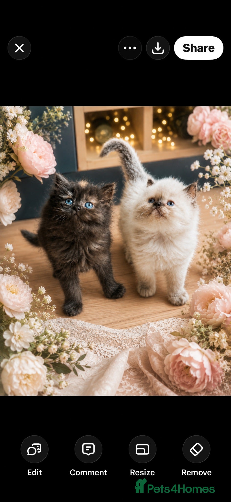 Persian cats Stunning Persian kittens  - Advert 18