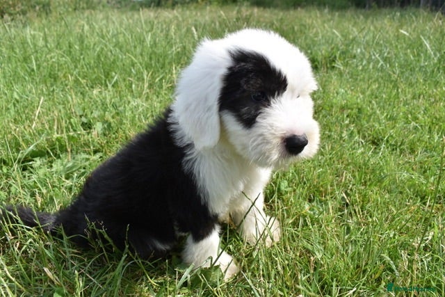 Old English Sheepdog dogs Stunning KC Reg Old English Sheepdog Pup LOUIE - Advert 6