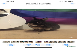 Netherland Dwarf rabbits for sale: Foster bunny up for rehoming  - Image 2