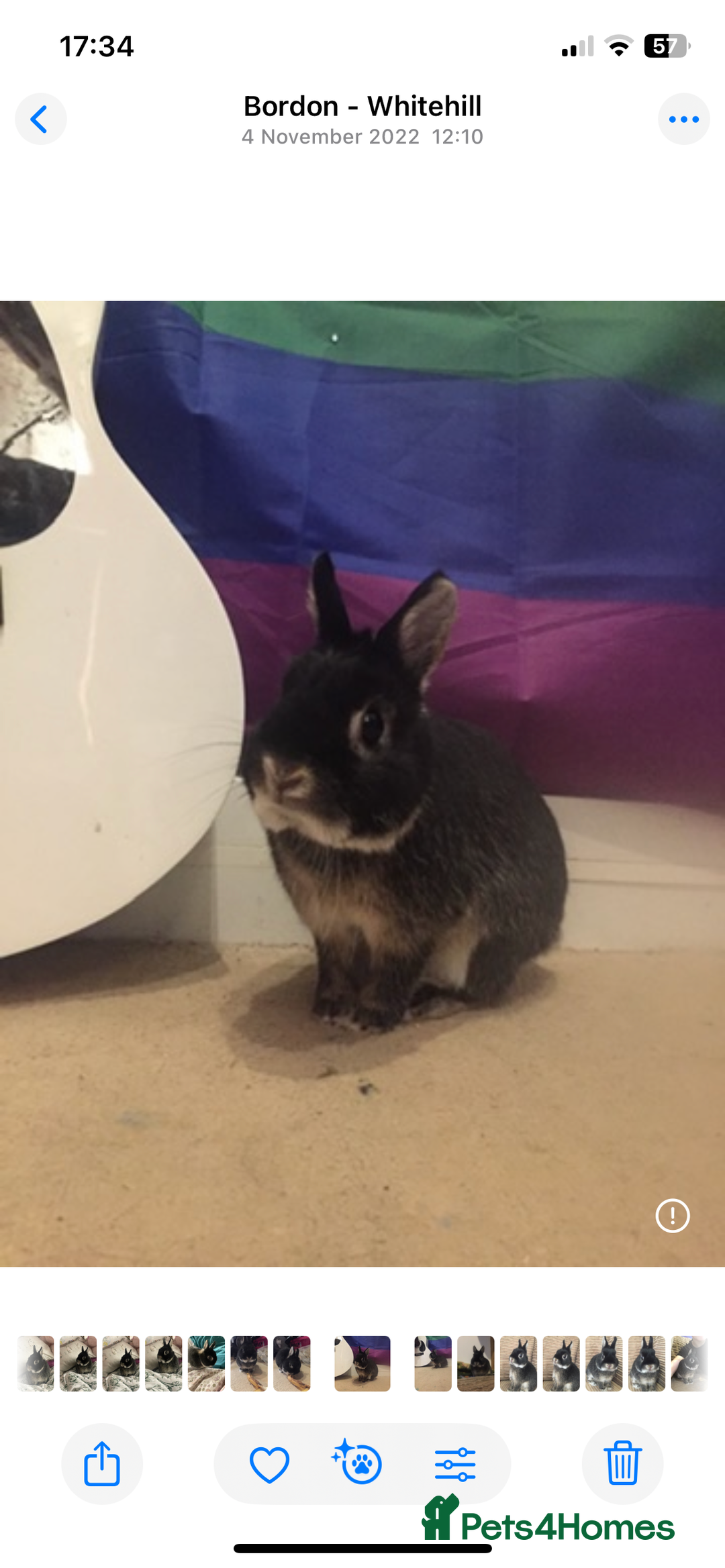 Netherland Dwarf rabbits for sale: Foster bunny up for rehoming  - Image 2