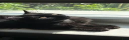 Mixed Breed cats for sale: TWO BLACK KITTENS (4/5 months old)  - Advert 3