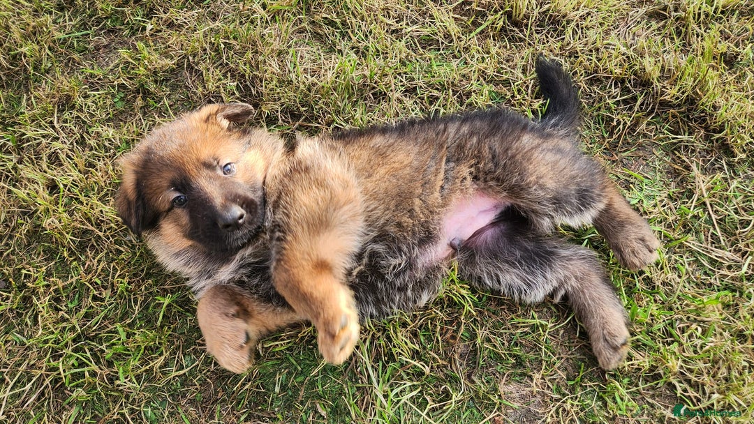 German Shepherd dogs for sale: KC reg German Shepherd Puppies - Family dogs - Image 14