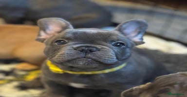 French Bulldog dogs - Advert 1
