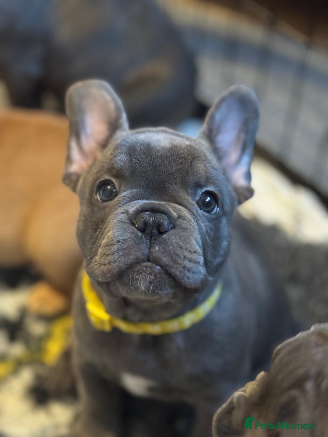 French Bulldog dogs for sale: 2 left Ready for FOREVER Home🏡French Bulldog 🐶🐾 in Preston - Image 9