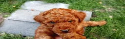 Miniature Poodle dogs for sale: Miniature Poodles in Northolt - Advert 24