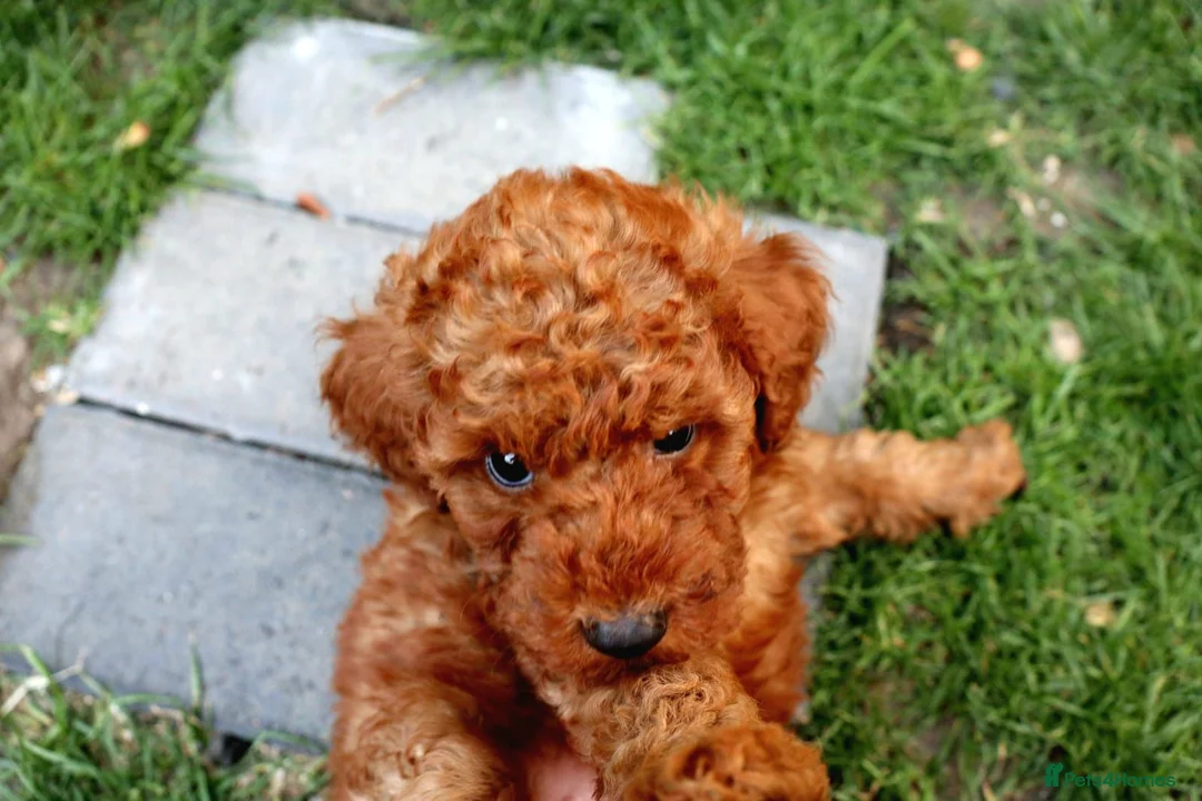 Miniature Poodle dogs for sale: Miniature Poodles in Northolt - Advert 24