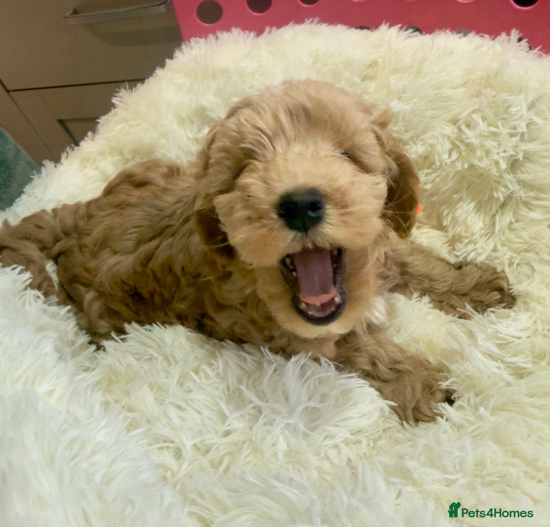 Maltipoo dogs for sale: Toy Maltipoo puppies  - Image 4