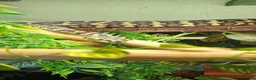 Python Snake reptiles for sale: Adult jungle carpet python - Advert 5