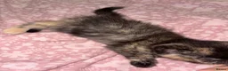 Mixed Breed cats for sale: Beautiful kittens looking for their forever homes - Advert 5