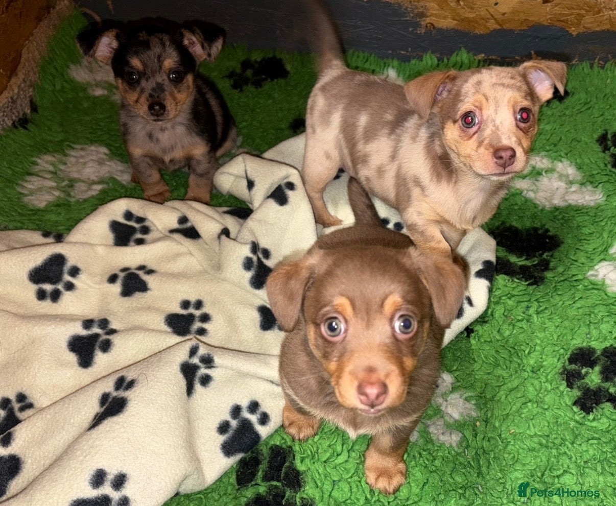 Mixed Breed dogs Miniature Dachshund/Jack Russell  - Advert 5