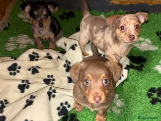 Mixed Breed dogs Miniature Dachshund/Jack Russell - Advert 5