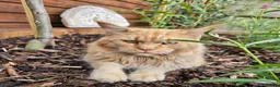 Maine Coon cats for sale: Beautiful Maine Coon kittens  - Advert 9