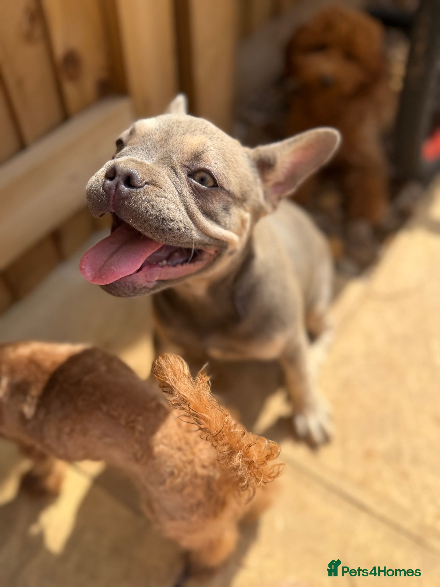 French Bulldog dogs Gorgeous girl  - Advert 2