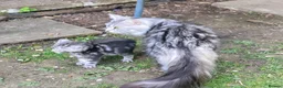 Maine Coon cats for sale: Gorgeous litter of Maine Coon x5 kittens - Advert 1