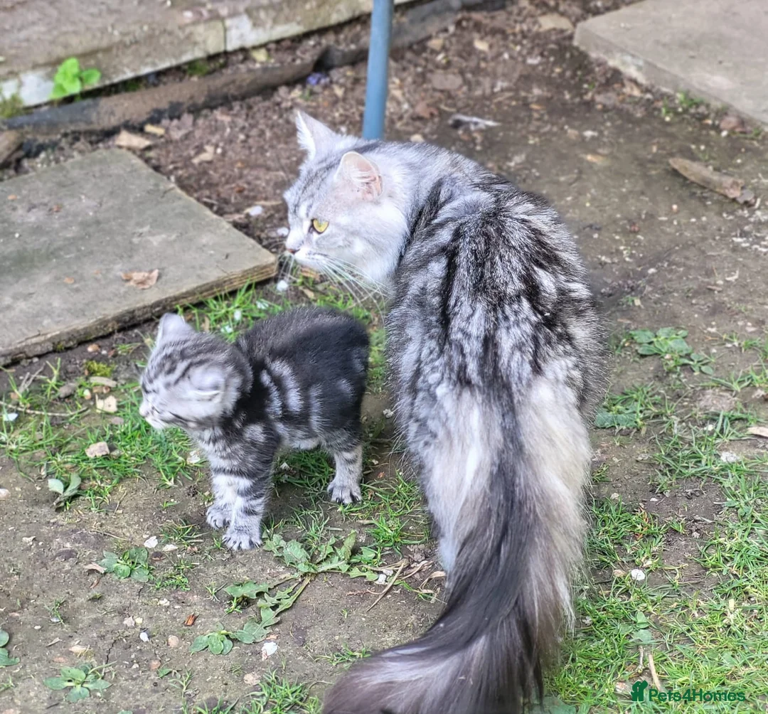 Maine Coon cats for sale: Gorgeous litter of Maine Coon x5 kittens - Advert 1