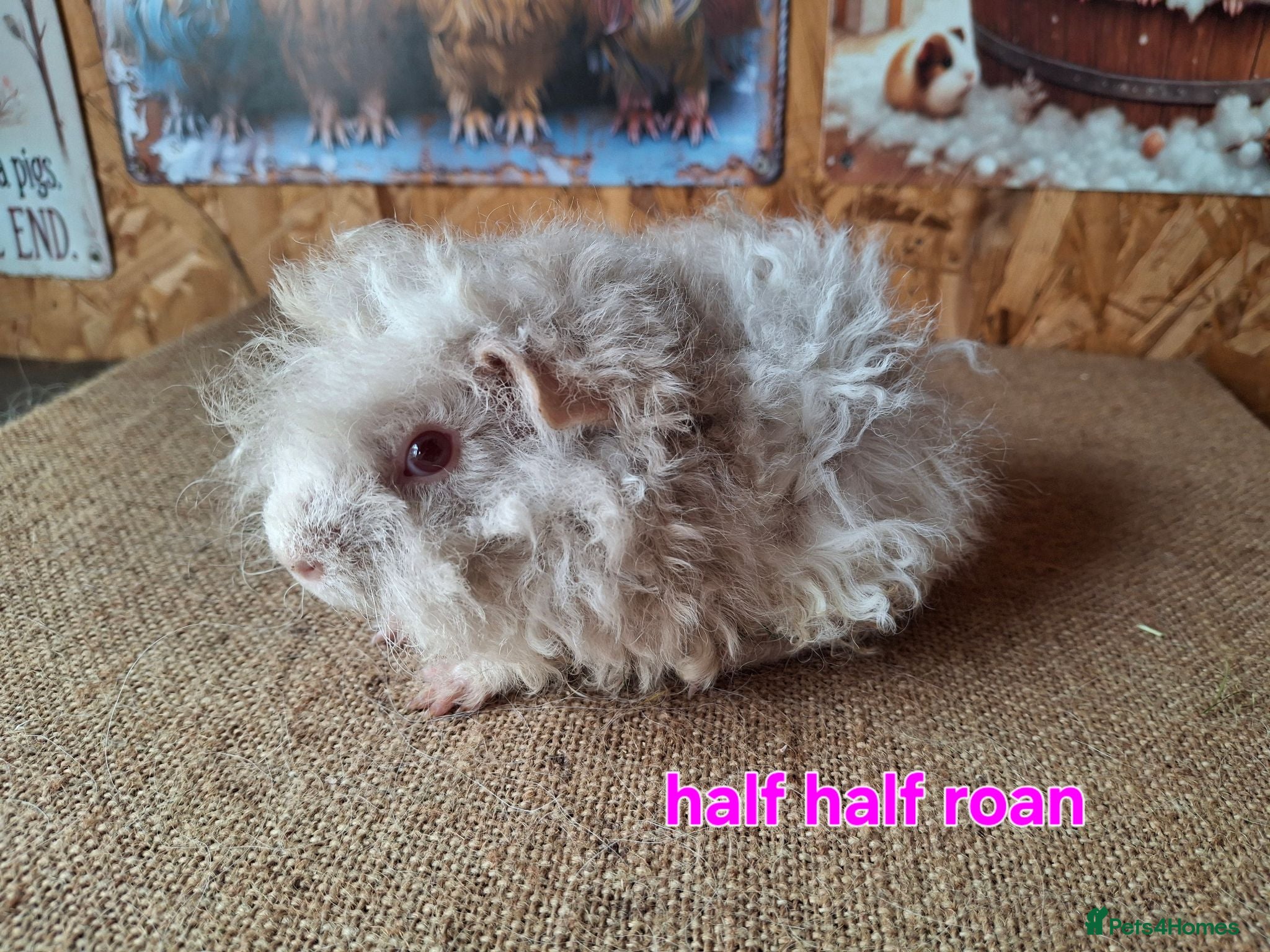 Guinea Pig rodents Lunkarya  - Advert 1